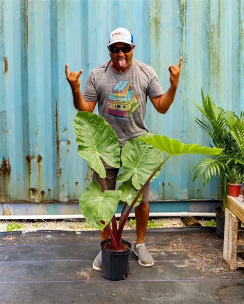 Alocasia ‘imperial Red’ Elephant Ear Plantvine