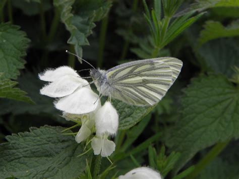 Ewelme Wildlife