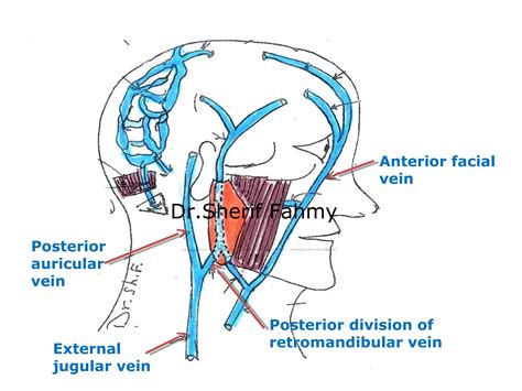 Jugular Veins Sympathetic Chain And Cervical Plexus Anatomy Of The Neck Ppt