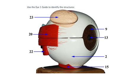 Eye Model Diagram Quizlet