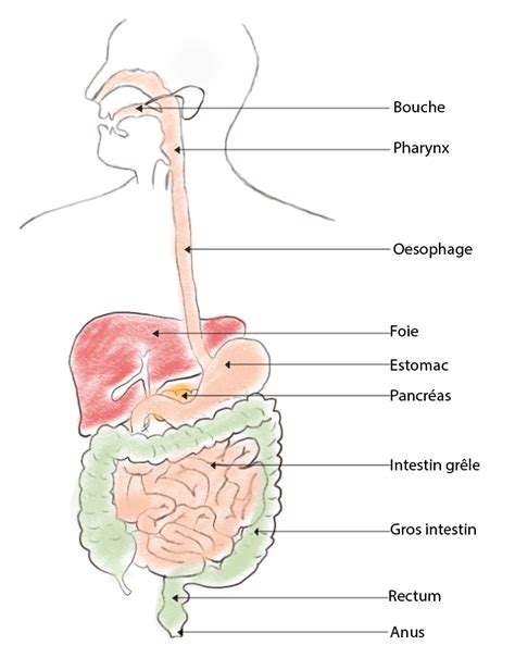 Anatomie Systeme Digestif