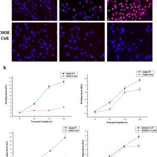 Cisplatin DNA Adduct Formation And Immunofluorescence Lung Cancer Cell