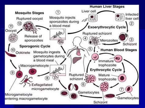 plasmodium structure  life cycle