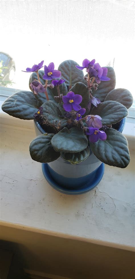 224 best Miracle Grow images on Pholder | Microgrowery, Gardening and