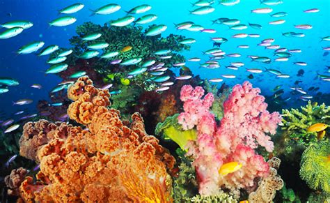 mark eakin    bad year  coral reefs   world fast