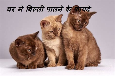 अपने घर मे बिल्ली पालने के 21 जबरदस्त फायदे - cool thoughts