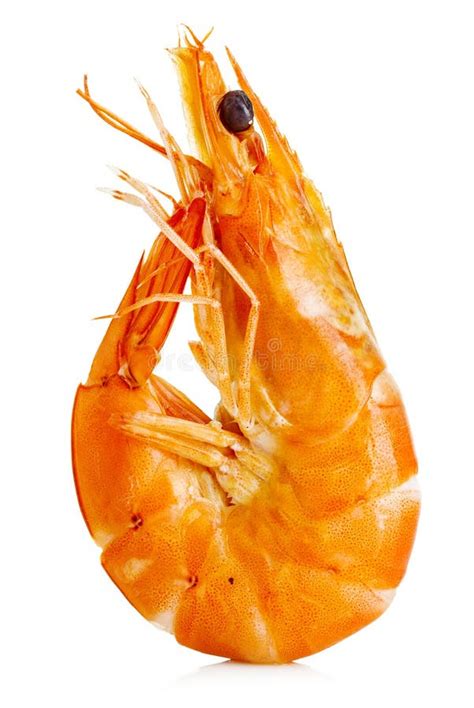 Tiger Shrimp Prawn Isolated On A White Background Stock Image Image Of Aphrodisiac Prepared