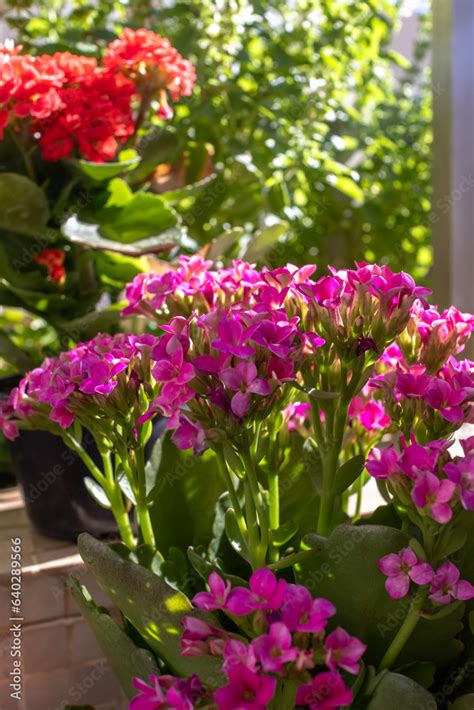 Foto De Pink Kalanchoe Blossfeldiana Flower Close Up Known As Flaming