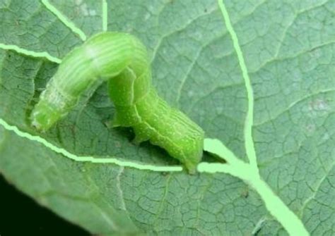 13 Common Pests Of Leafy Vegetables Photos Prevention And Control