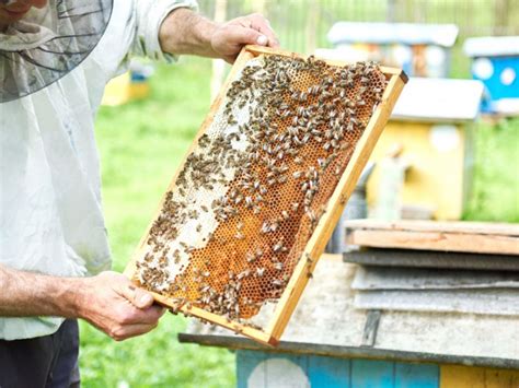 Abejas limpiadoras su importancia para la producción de miel de