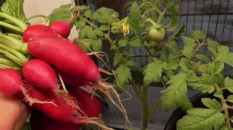 СЕГОДНЯ Я - "ЗЛОЙ" ОГОРОДНИК! (ИСПЫТЫВАЮ ЛАМПУ МАРС ГИДРО).Ольга ...