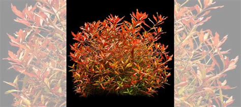 Людвигия аркуата (меристемное растение), d 6,5 см купить в Санкт ...