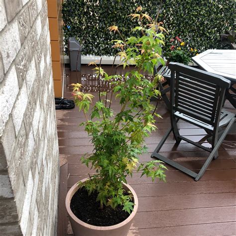 Japanese Maple - Ultimate Guide to Fertilizing