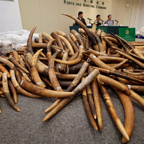 Elephant Teeth Price