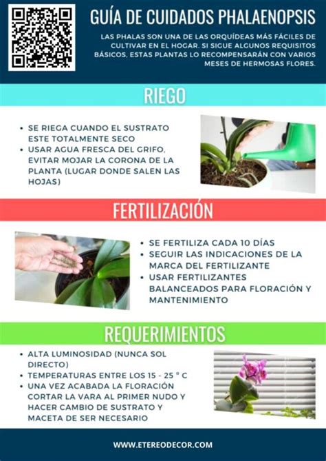 Gu A Pr Ctica Frecuencia Ideal Para Regar Una Orqu Dea Phalaenopsis