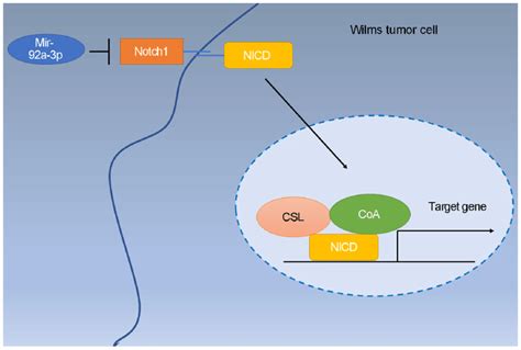 MiR 92a 3p Blocks The Progression Of Wilms Tumor By Targeting NOTCH1