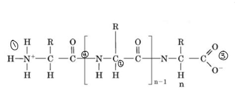 Mcat Biochem Flashcards Quizlet