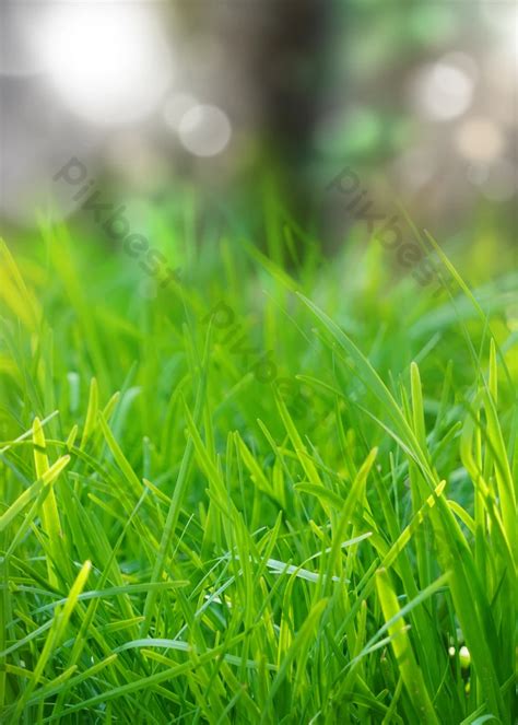 Grass Close Up Green Close-up Light Effect Wallpaper Backgrounds | PSD ...