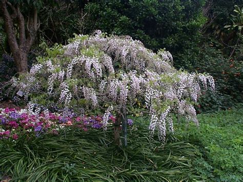 Wisteria Floribunda Honbeni Japanese Pink Wisteria Royal Botanic