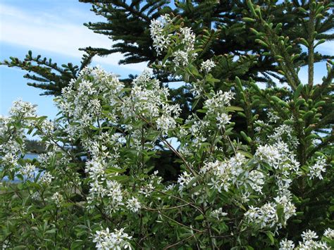 Amelanchier canadensis - Bird Gardens