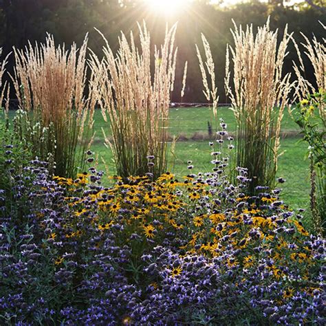 Calamagrostis Karl Foerster 140mm The Jungle Collective