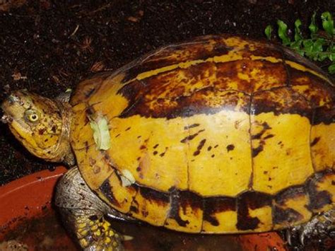 News Turtle And Tortoise Care Series