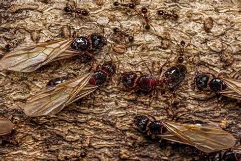 Adult Female Big Headed Ants 13071168 Stock Photo At Vecteezy