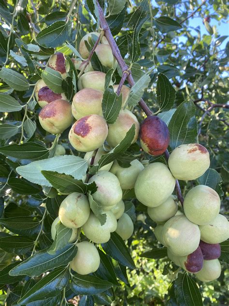 Welcome To Jujube Nursery Mildura Jujube Trees Mildura