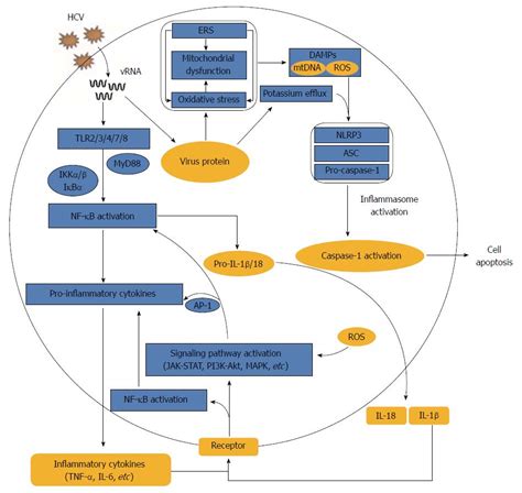 Hepatitis C Viral Load Chart A Visual Reference Of Charts Chart Master