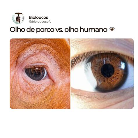 Olho Do Porco E Do Ser Humano - Bioloucos - A anatomia do olho de um porco é... | Facebook