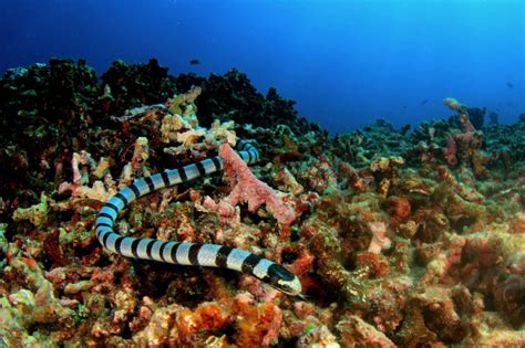 Sea Snake Facts: 16 Facts about Sea Snakes