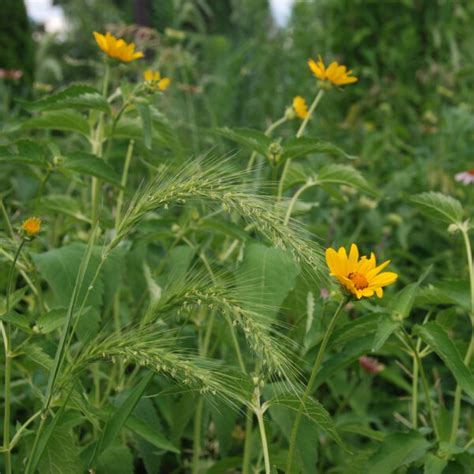 Mn Native Canada Wild Rye Plants Natural Shore
