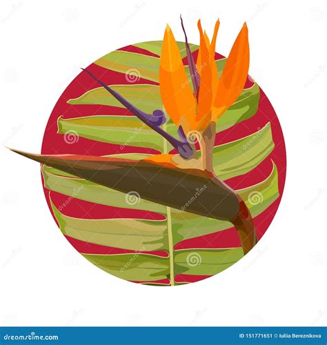 Fundo Strelitzia Reginae Ilustra O Do Vetor Ilustra O De