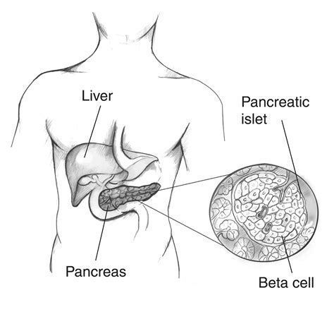 Close Up Of Beta Cells In Pancreative Islet Labeled Media Asset Niddk