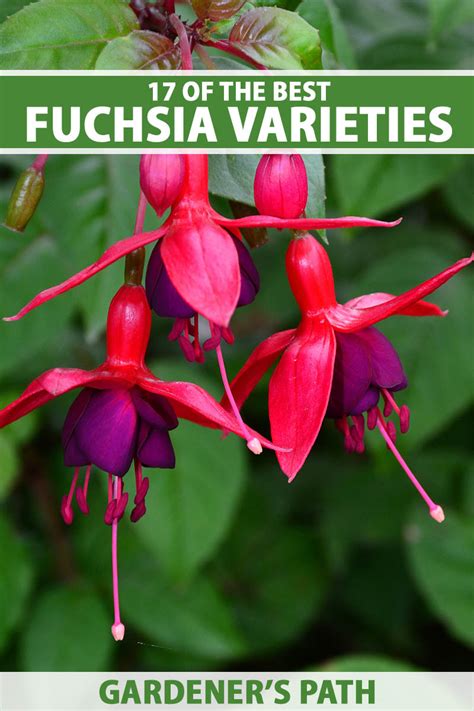 17 of the Best Fuchsia Varieties to Grow in Your Garden