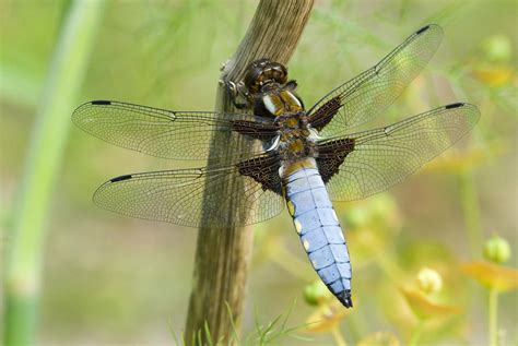 Male Broad Bodied Chaser Dragonfly Photograph By Adrian Bicker Pixels