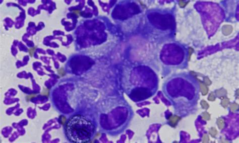 effusion testing classification quiz  veterinarians