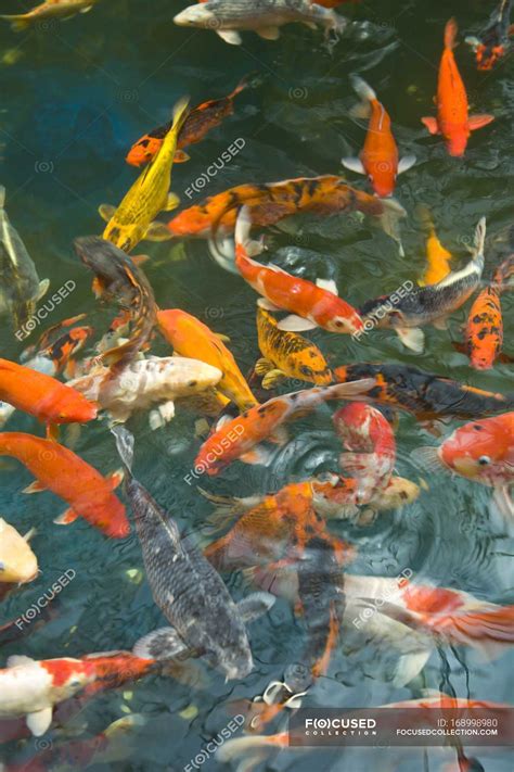 Goldfish In Fish Pond — malacca, daylight - Stock Photo | #168998980