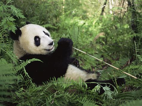 Wwf Bericht Fl Sse Durch Wasserkraft In Gefahr