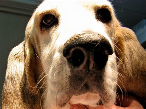 Oral Cancer Epulides In Dogs Orlando Veterinary Dentistry