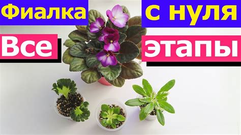 ФИАЛКА С НУЛЯ. ОТ ЛИСТА ДО ЦВЕТУЩЕГО РАСТЕНИЯ. ВСЕ ЭТАПЫ РАЗВИТИЯ ...