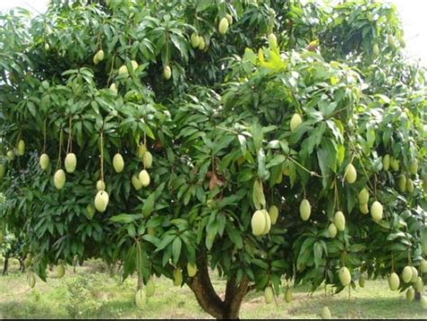 Puno Ng Mangga Na May Bunga