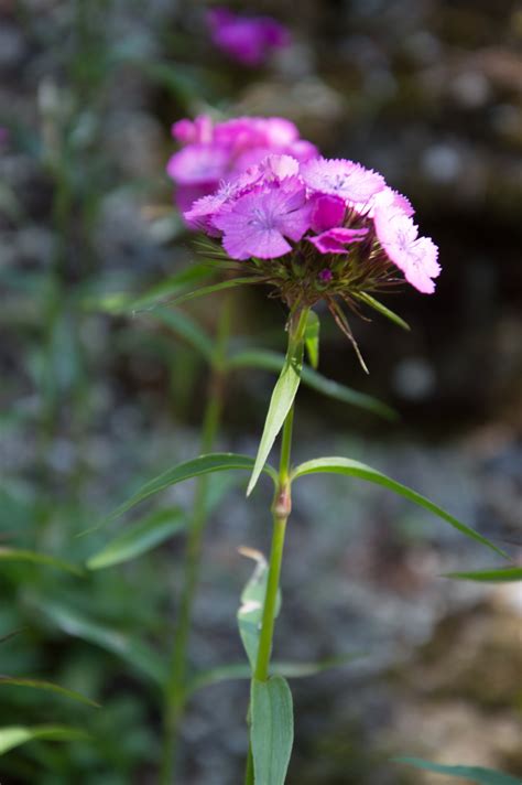 Garten Navi Bart Nelke Dianthus Barbatus Wildform