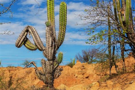 Premium Photo Cactus In Mexico