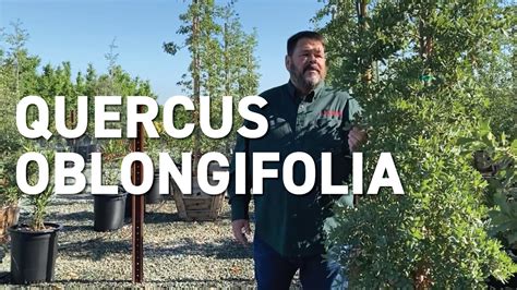 Quercus Oblongifolia New Trees For Changing Climates Youtube