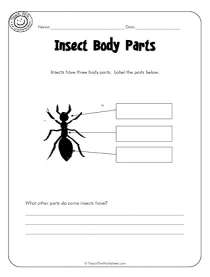 Insect Body Parts Worksheet Preschool