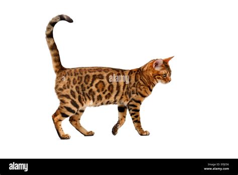 Bengal Cat Walking On White Stock Photo Alamy