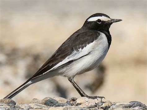 White Browed Wagtail Motacilla Maderaspatensis By Imranshah In