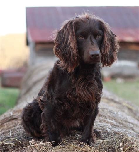 Boykin Spaniel Info Temperament Puppies Pictures