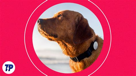6 Best Smart Dog Collars A Comprehensive Guide Techpp